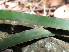 Selenicereus ocamponis