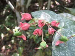 Euphorbia peritropoides