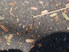 Oecophylla smaragdina