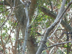 Dicrurus leucophaeus