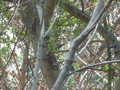 Dicrurus leucophaeus