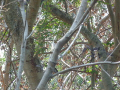 Dicrurus leucophaeus