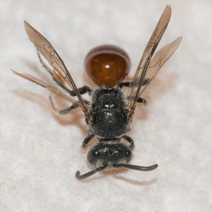 Sphecodes mandibularis