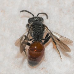 Sphecodes mandibularis