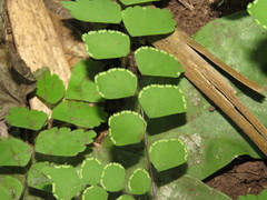 Adiantum amplum