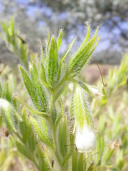 Onosma borysthenica