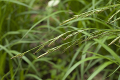 Carex bostrychostigma