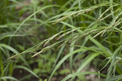 Carex bostrychostigma