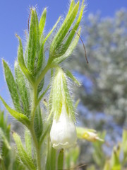 Onosma borysthenica
