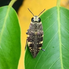 Lampetis hirtomaculata