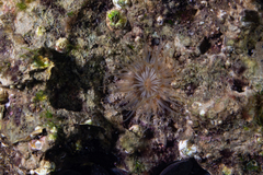 Parabunodactis imperfecta