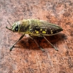 Lampetis hirtomaculata