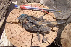 Cyanoloxia glaucocaerulea