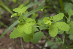 Potentilla centigrana