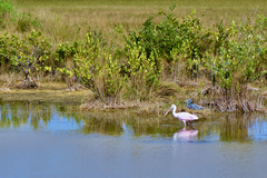 Egretta tricolor image