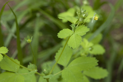 Potentilla centigrana