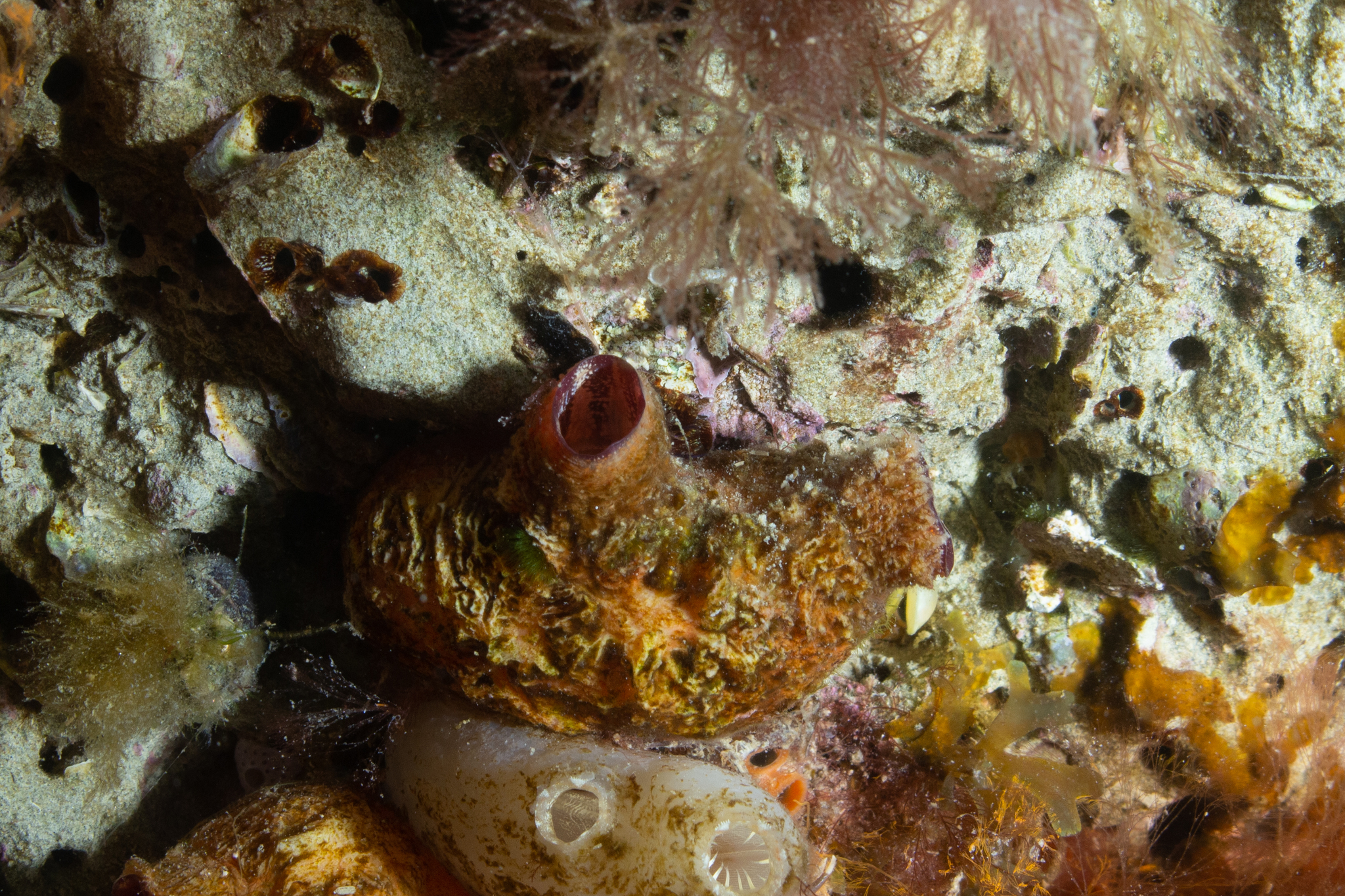 Asterocarpa humilis (Heller, 1878)