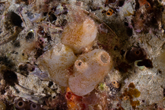Phlebobranchia