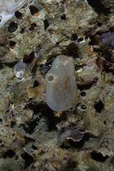 Phlebobranchia