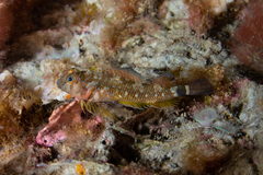 Helcogrammoides cunninghami