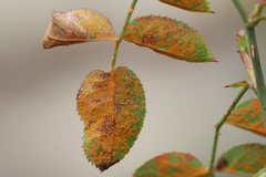 Phragmidium tuberculatum