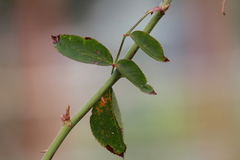 Phragmidium tuberculatum