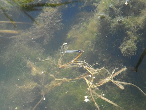 Small Red-eyed Damselfly