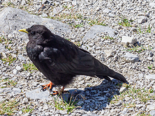 Chova piquigualda (Pyrrhocorax graculus)