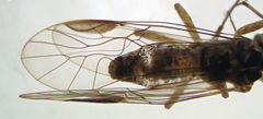 Mesopsocus immunis