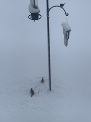 Cardinalis cardinalis