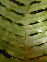 Cranfillia glabrescens