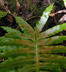 Cranfillia glabrescens