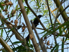 Crypsirina temia