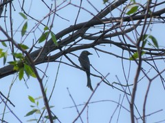 Dicrurus leucophaeus