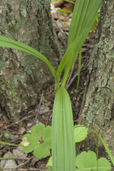 Veratrum maackii