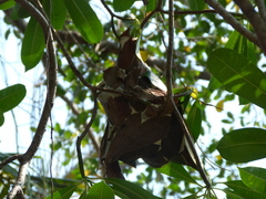 Oecophylla smaragdina