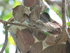 Oecophylla smaragdina