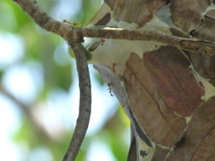 Oecophylla smaragdina