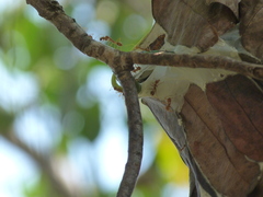 Oecophylla smaragdina