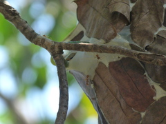 Oecophylla smaragdina