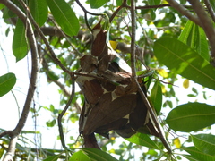 Oecophylla smaragdina