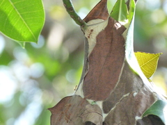 Oecophylla smaragdina