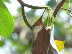 Oecophylla smaragdina