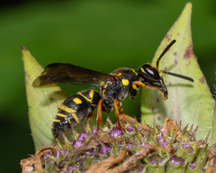 Parancistrocerus vagus