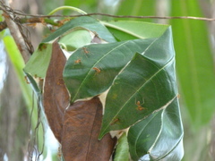 Oecophylla smaragdina