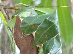 Oecophylla smaragdina