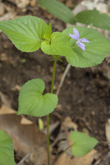 Viola acuminata