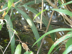 Varanus salvator macromaculatus