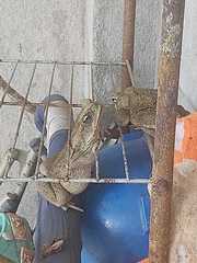 Rhinella horribilis