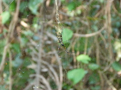 Trichonephila antipodiana